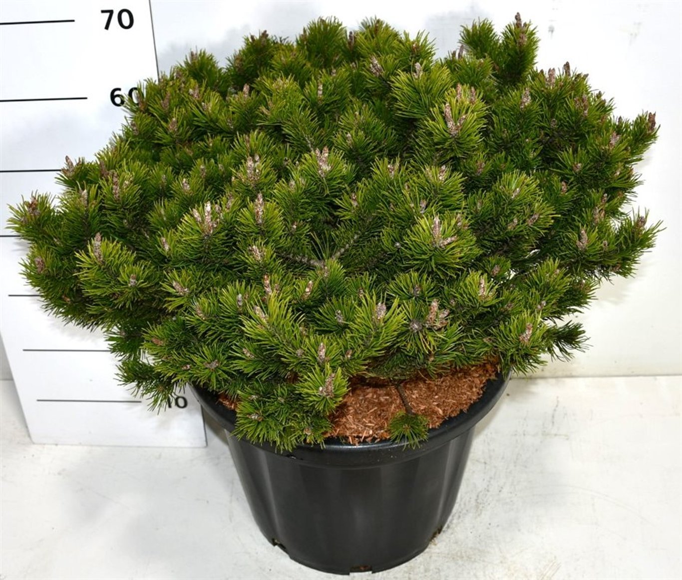 Bergtall – Pinus mugo 'Klosters Grun' - C35 50-60 cm.
